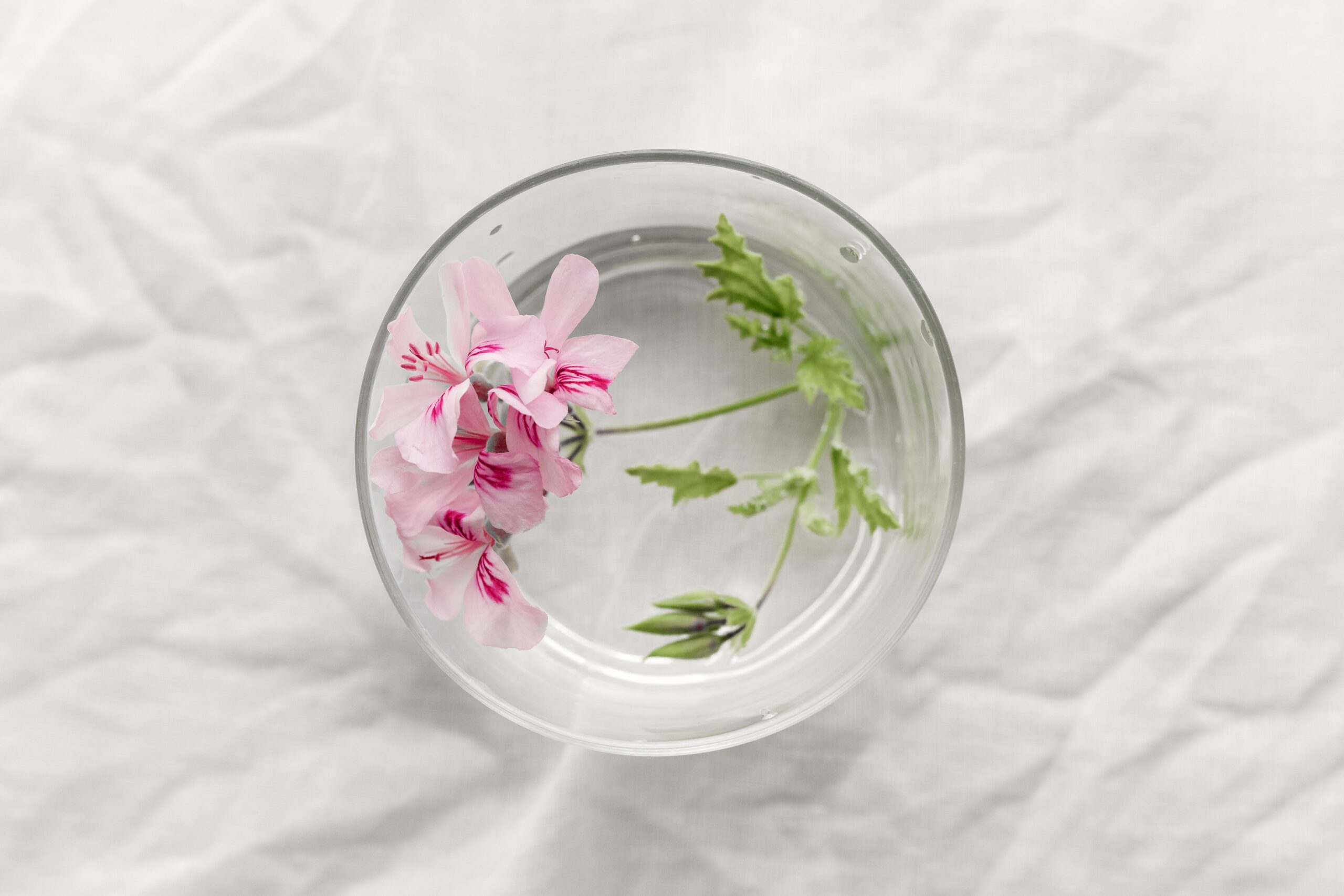 Flores de gerânio rosa em composição editorial